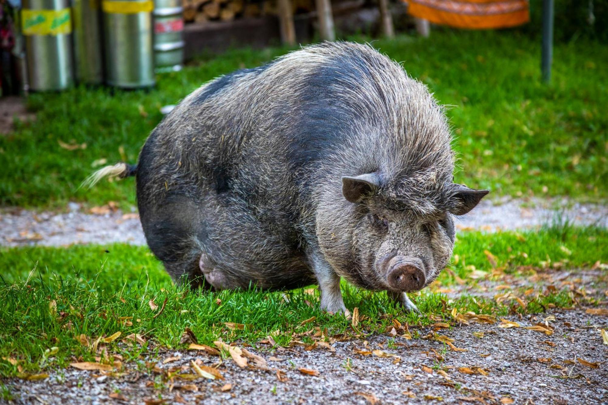Ferienhof Millinghof Leogang Exteriér fotografie